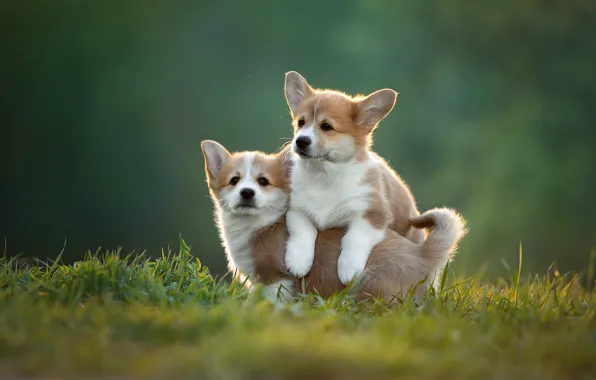 Grass, nature, puppies, pair, puppies, Svetlana Pisareva