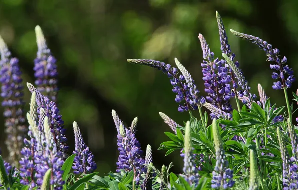 Summer, flowers, nature, green background, lilac, bokeh, lupins