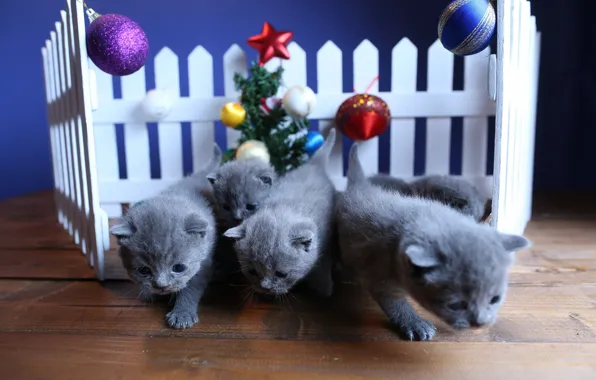 Balls, decoration, cats, kitty, background, holiday, toys, the fence