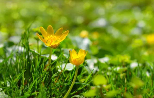 Picture Nature, Grass, Spring, Yellow flowers