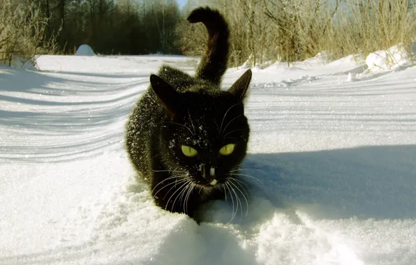 Picture FOREST, BLACK, SNOW, WINTER, CAT