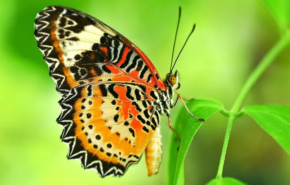 Picture pattern, butterfly, plant, wings