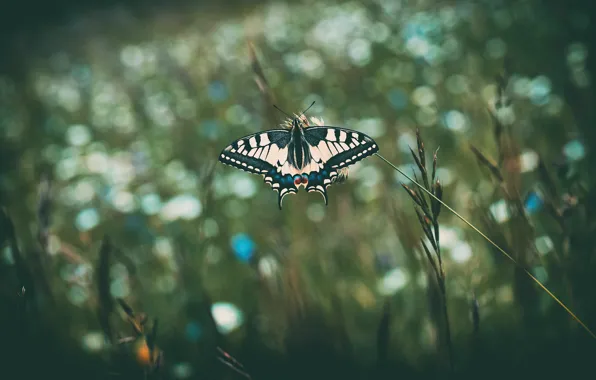 Picture macro, the dark background, butterfly, spikelets, insect, bokeh, swallowtail