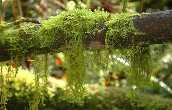 Picture tree, moss, branch, hanging