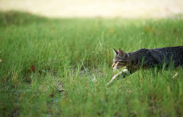 Picture cat, grass, hunting, sneaks