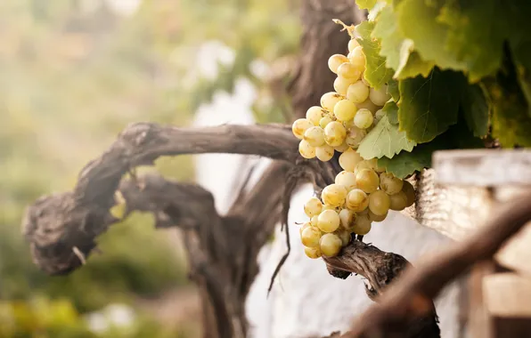 Picture nature, vineyard, the bushes, white grapes