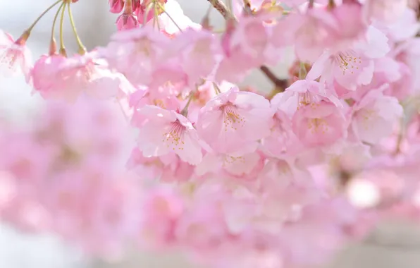 Cherry, pink, spring, Sakura
