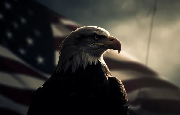Look, Bird, Flag, Beak, Predator, USA, Side, Digital art