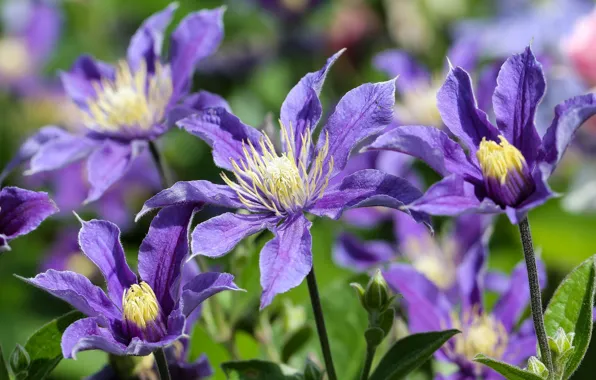 Purple, clematis, clematis