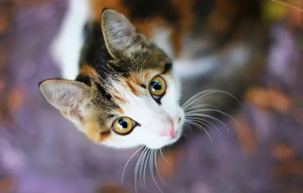 Cat, look, background