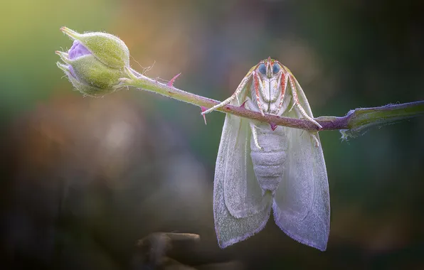 Flower, macro, butterfly, stem, Bud, insect, white, moth