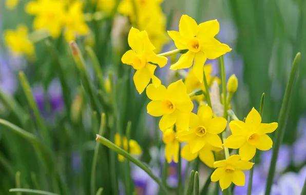 Spring, petals, Narcissus