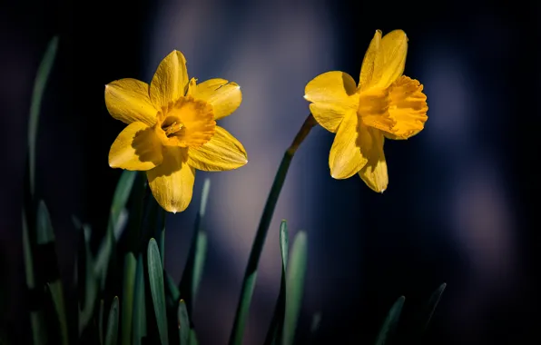 Background, Duo, yellow, daffodils