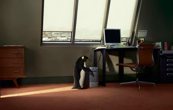 Computer, table, window, penguin