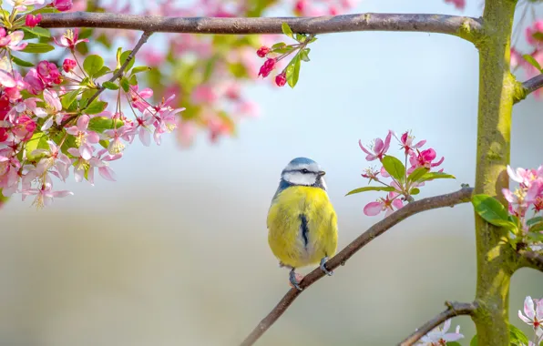 Flowers, branches, background, bird, spring, pink, bird, flowering