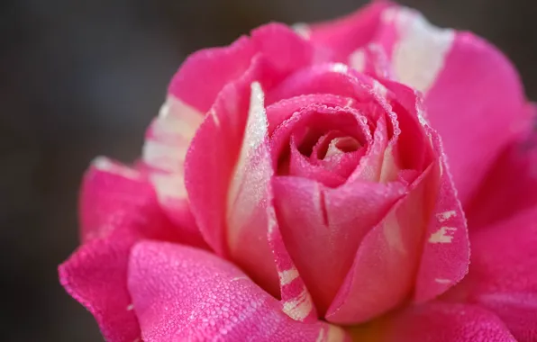 Download Wallpaper Drops Macro Rosa Rose Petals Bud Section