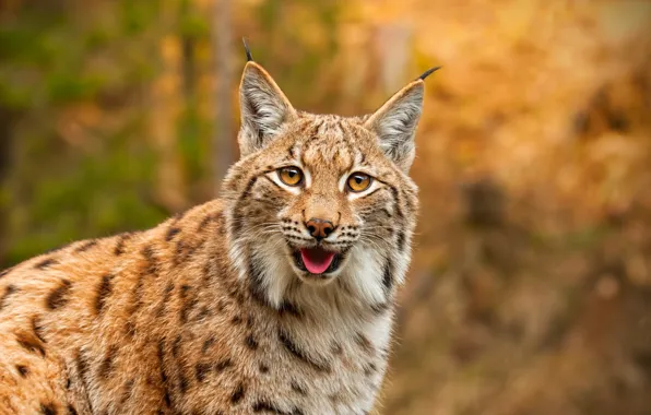 Picture language, look, face, portrait, lynx