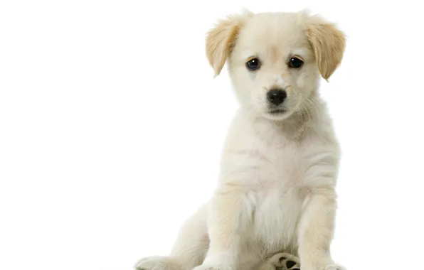 Picture white, puppy, white background, sitting