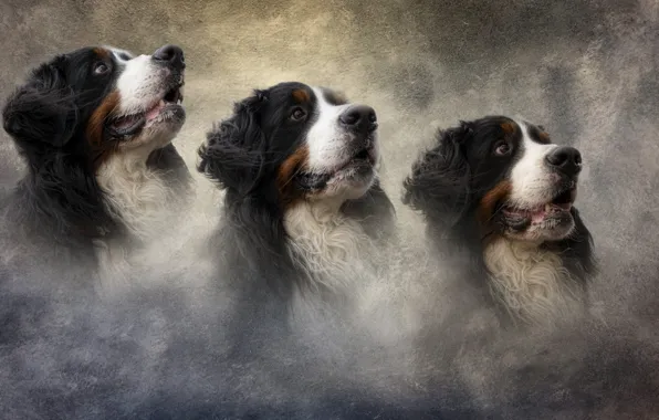 Dogs, portrait, dog, treatment, texture, trio, light background, peer