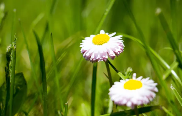 Summer, wildflowers, green grass