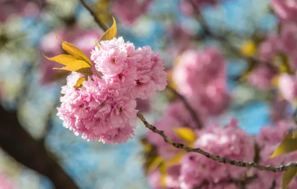 Flowers, branches, tenderness, spring, Sakura, pink, leaves, flowering