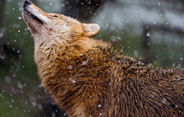 Action, profile, mongolian, wildlife photography of wolf during winter