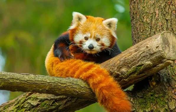 Nature, tree, animal, Panda, red Panda, red Panda