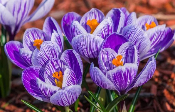 Macro, spring, Krokus, saffron