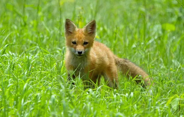 Picture grass, Fox, Fox