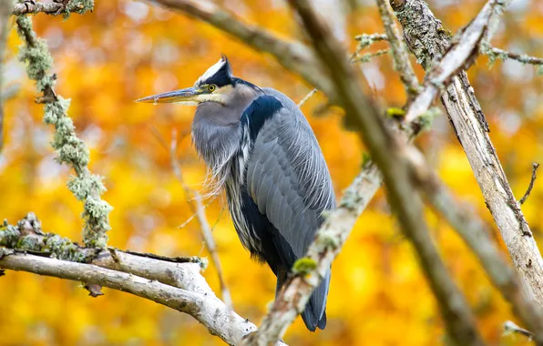 Autumn, branches, bird, beak