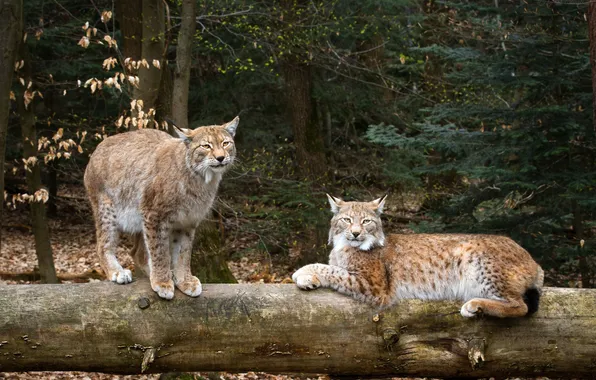Picture cats, lynx, lynx