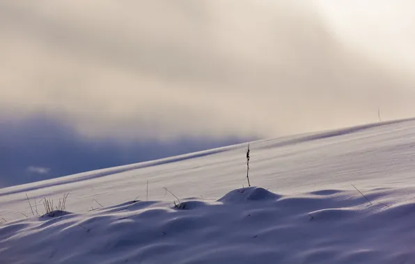 Winter, field, snow, landscape, nature