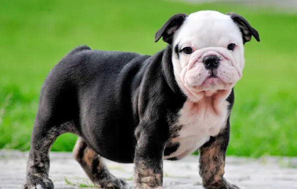 Grass, puppy, legs, stone, dog, beautiful, animal, pose