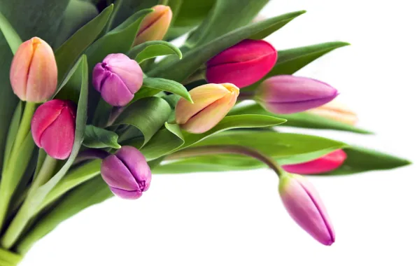 Picture flowers, bouquet, tulips, buds