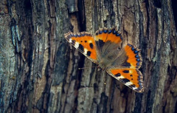 Tree, butterfly, bark