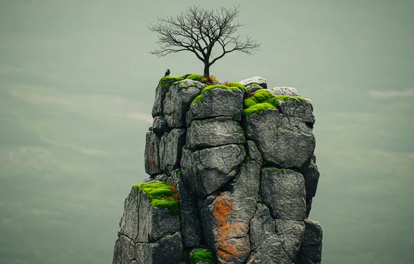Fog, rock, tree, Wallpaper, art, wallpaper, rock, Raven