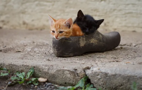 Kittens, kids, a couple, shoes, two kittens