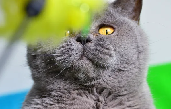 Picture cat, eyes, cat, look, close-up, green, background, portrait