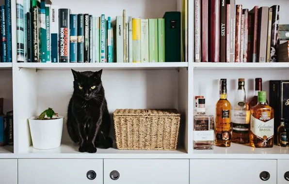 Cat, cat, look, room, black, furniture, books, Panther