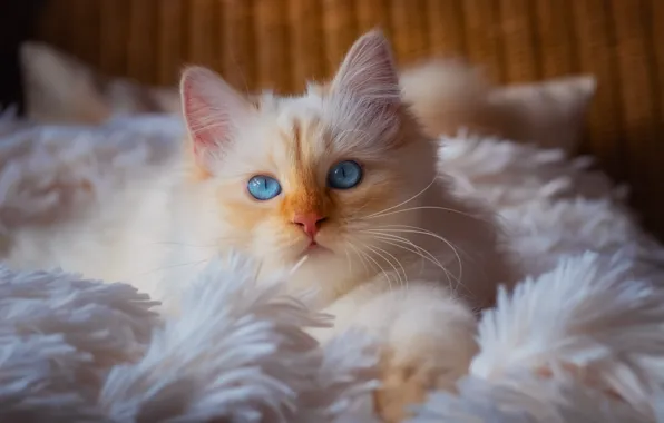 Cat, white, cat, look, comfort, kitty, portrait, pile