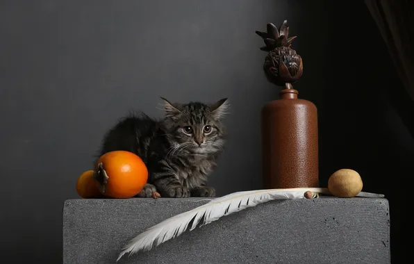 Cat, look, pose, the dark background, kitty, table, grey, pen