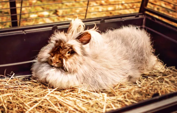 Picture Wallpaper, fluffy, rabbit, lies
