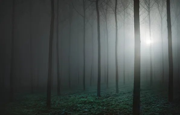 Picture forest, fog, forest, fog, Luke Rebustini