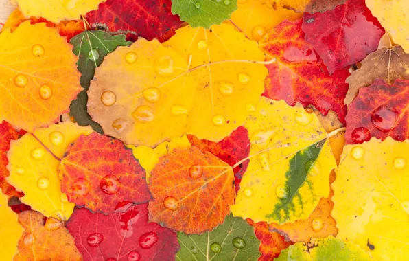 Picture autumn, leaves, drops