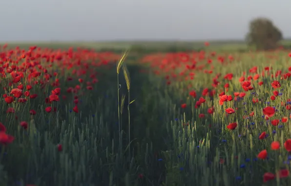 Summer, flowers, rye, Maki, spikelets, ears, cereals, bokeh