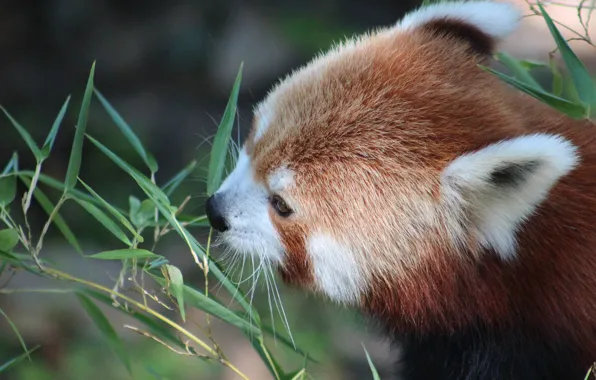 Picture leaves, plants, Panda, red, small