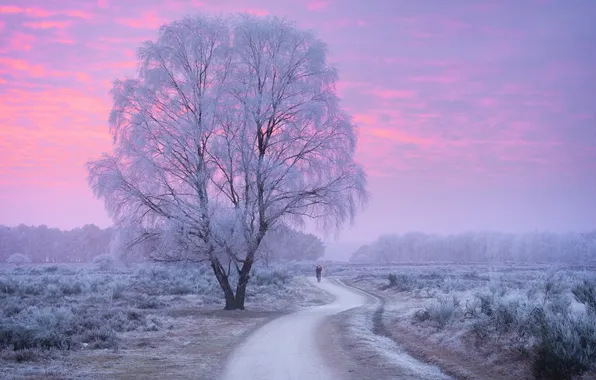 Picture winter, road, forest, dawn, people, morning, Netherlands, frost