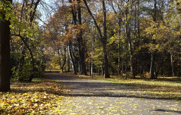 Picture road, autumn, Park, trees. foliage