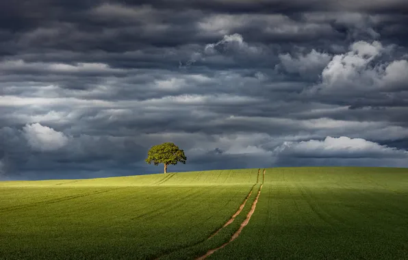 Field, the sky, tree