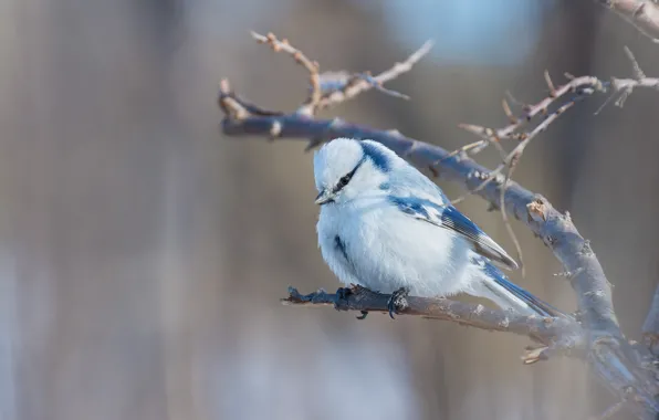 Picture nature, bird, branch, princeling, white azure